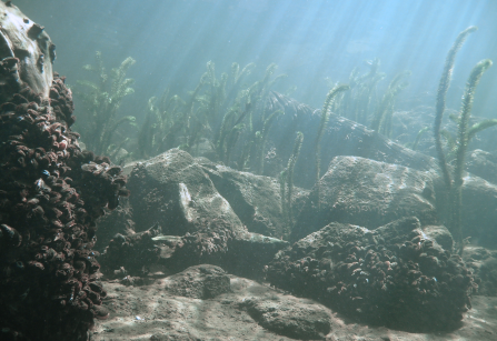 ABDEC_Buceo_Dique Piedras Moras_Operadora_Fauna-04